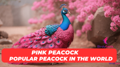 Pink Peacocks