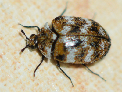 are carpet beetles common inside houses in verona wi